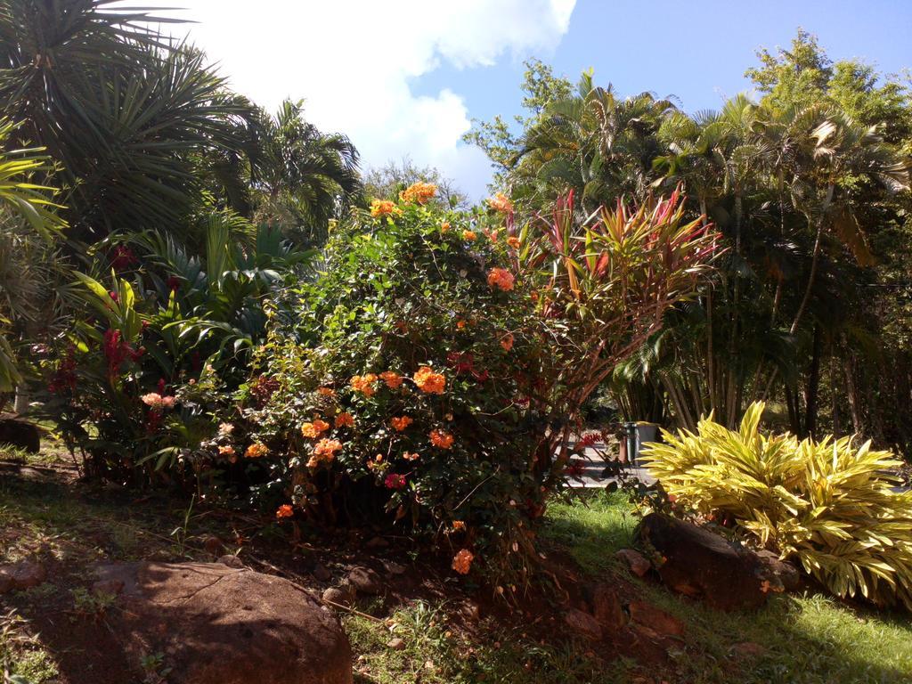 Oasis De Grande Anse Villa Deshaies Exterior photo