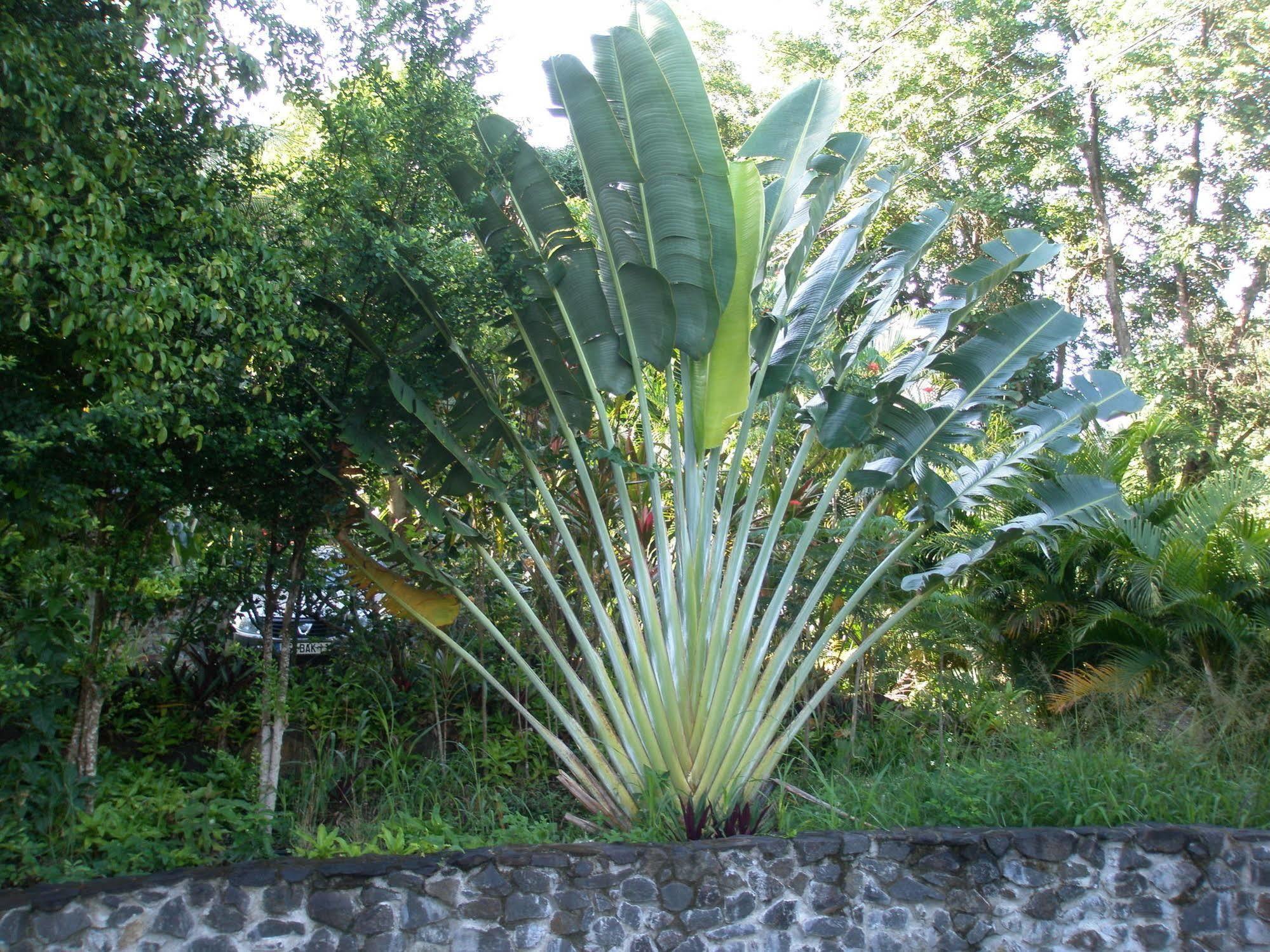 Oasis De Grande Anse Villa Deshaies Exterior photo